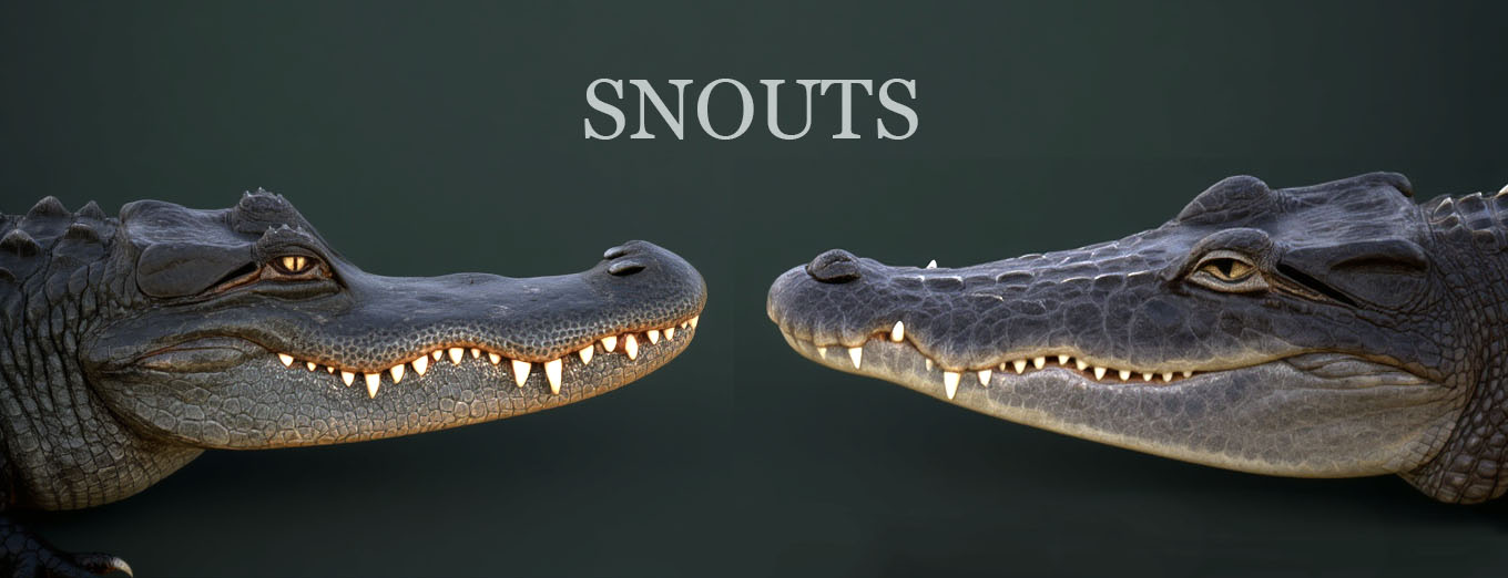 alligator vs crocodile comparison snout shape differences for kids