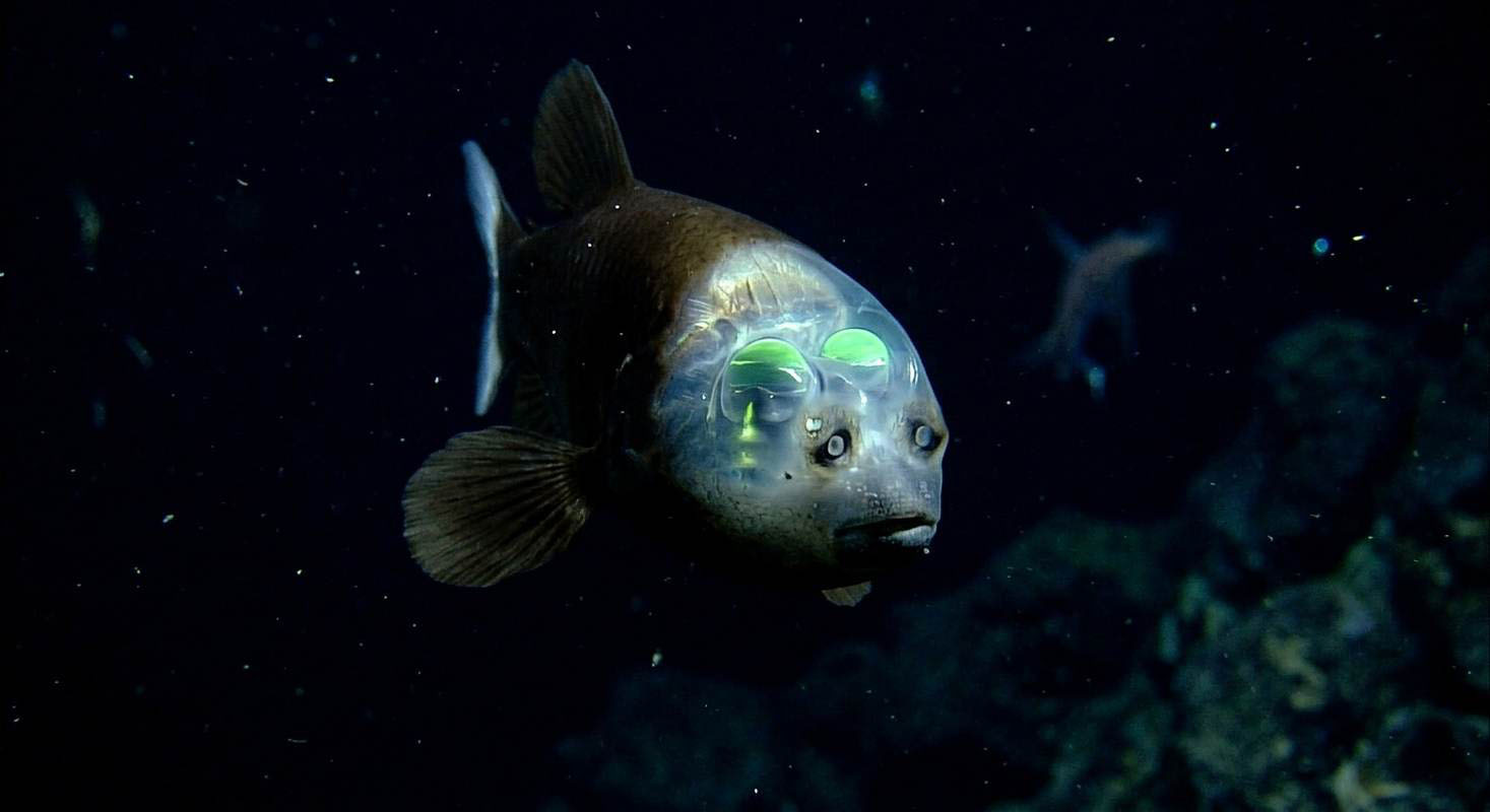 A photograph of a barreleye fish swimming in the pitch-black deep sea. The fish has a distinct, fully transparent, dome-like fluid-filled shield over its head, revealing its glowing, tube-like green eyes pointing upwards inside its skull