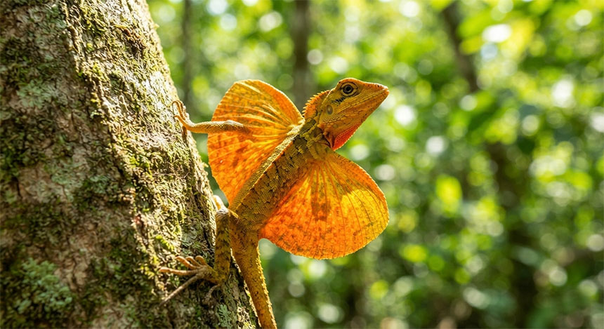 A sharp, macro photograph of a male Draco lizard (Southeast Asia) clinging to a tree trunk. Its bright orange and yellow "patagia" (wing-like membranes) are fully extended as it prepares to launch, making it look exactly like a miniature dragon soaring. The scene is brightly lit with natural, sun-dappled forest light