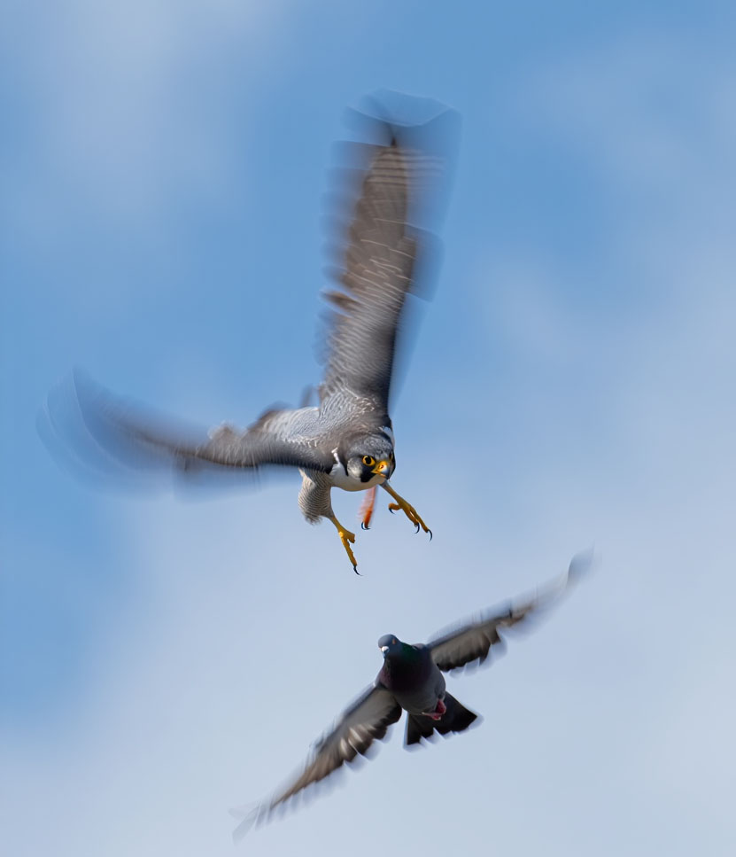 Falcon High Speed Stoop