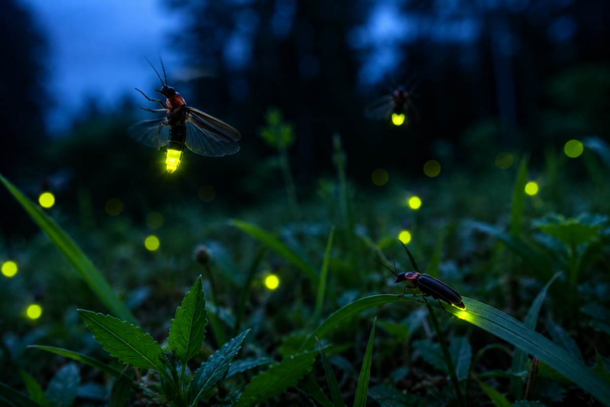 Fireflies glowing with yellow-green bioluminescent light in a woodland at night.