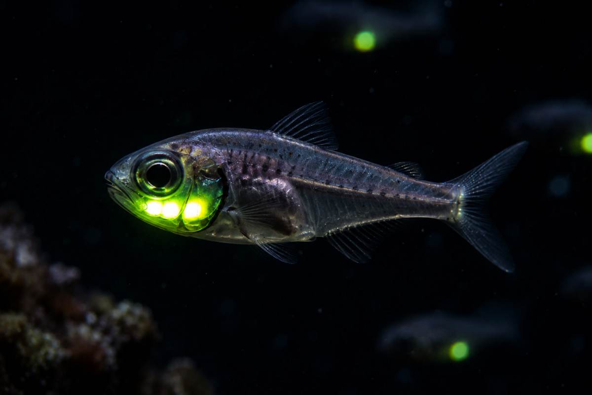 Flashlight fish with a glowing bioluminescent organ beneath its eye swimming in dark tropical waters