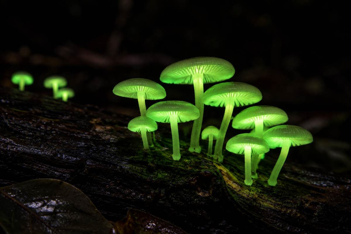 Bioluminescent foxfire mushrooms glowing bright green on a damp fallen log at night.