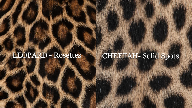 Fur Pattern Comparison