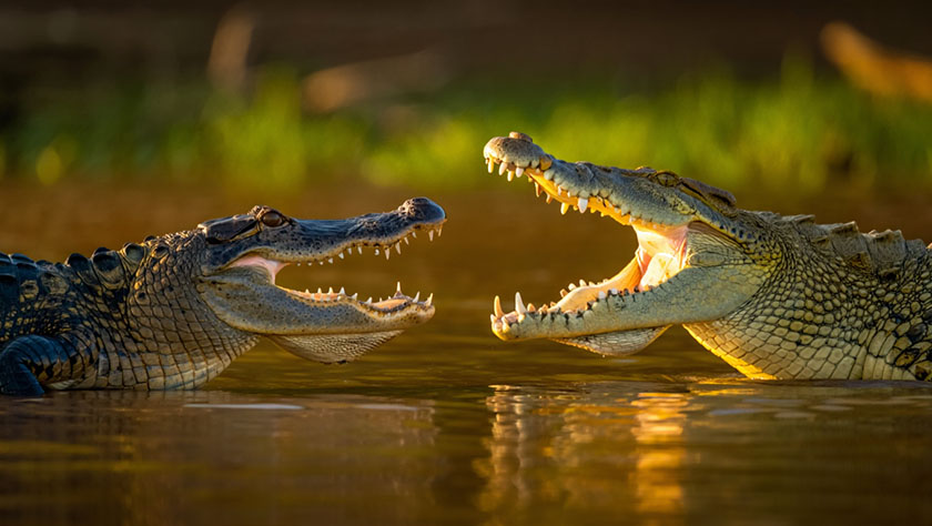 Gator vs Croc which is more dangerous?