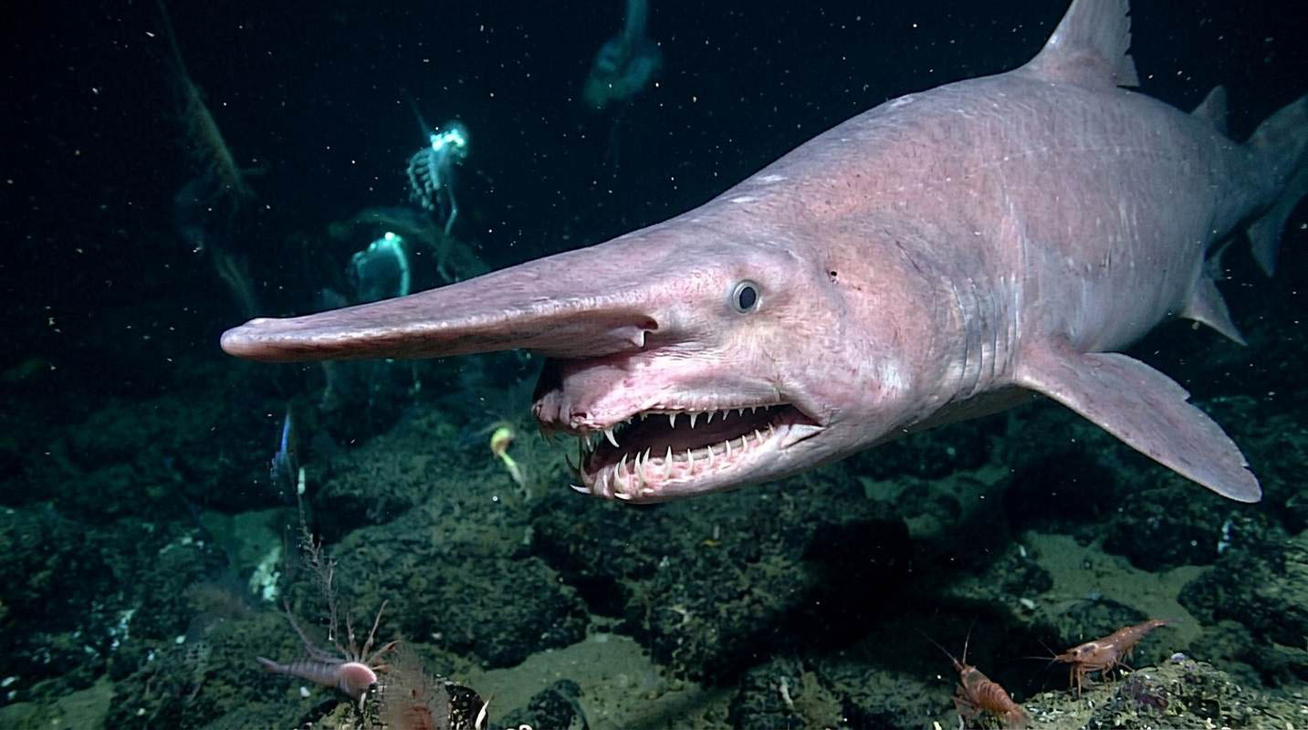 A pale goblin shark with a long pointed snout and protruding jaws, photographed in dark deep-sea water.