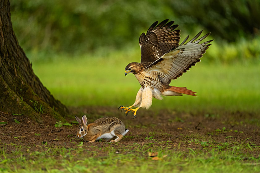 Hawk Ambush Hunt