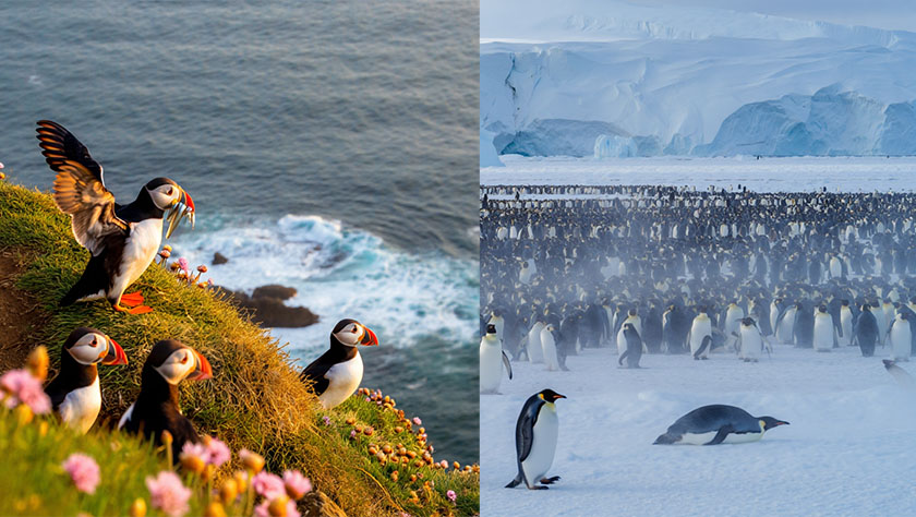 Penguin Puffin Lifestyle