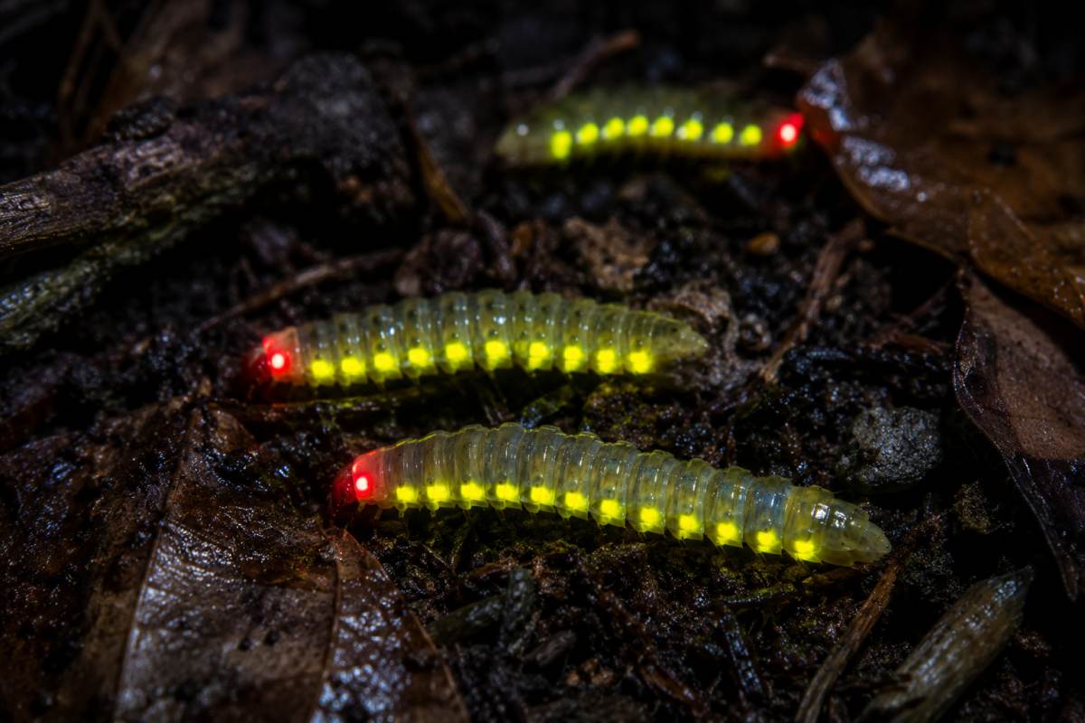 Railroad worms glowing with yellow-green body lights and red lights on the forest floor at night.