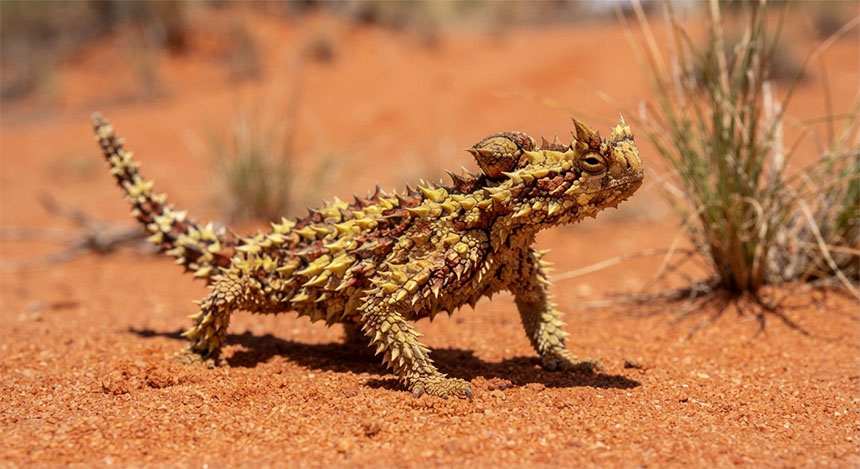 A detailed macro photograph of a Thorny Devil in the deep red sand of the Gibson Desert, Australia. The bright, intense desert sun highlights the incredibly intricate, sharp, thorn-like scales covering its entire body. Its posture is defensive, showing its complex spiky armor. The background is a blurred expanse of red sand and sparse, hardy spinifex grass.