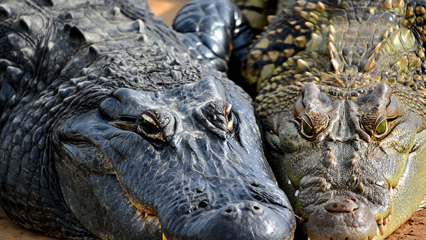 Crocodile alligator colour differences