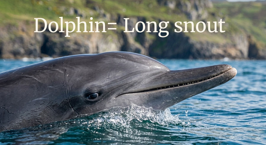 Close-up of a dolphin breaking the water's surface, highlighting its characteristic long snout.